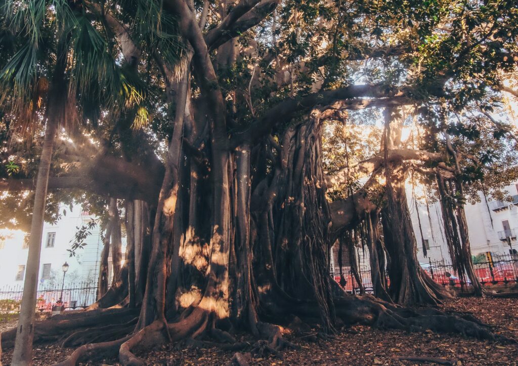 Large ficus tree Palermo