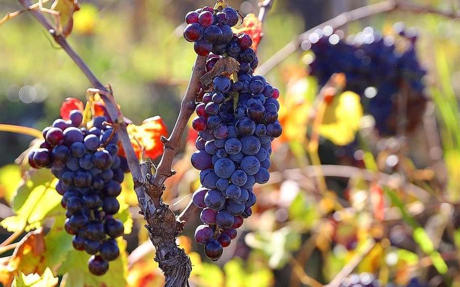 Sicily grapes ready for harvest