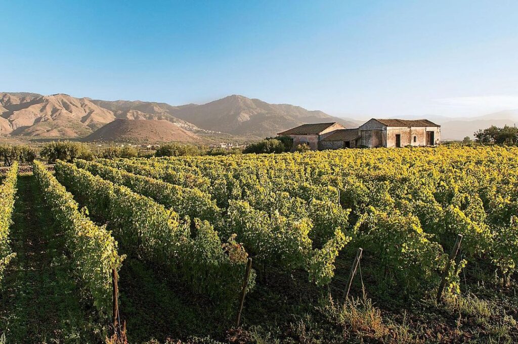 Vineyard at Mt. Etna Sicily